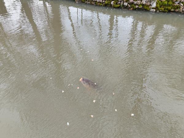Terrain à MONTIPOURET (36230)