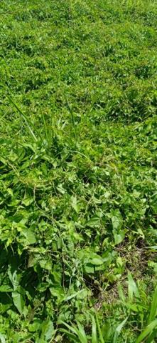 Terrain  a basse-pointe de 556m2 ref 401345