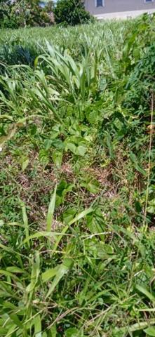 Terrain  a basse-pointe de 556m2 ref 401345