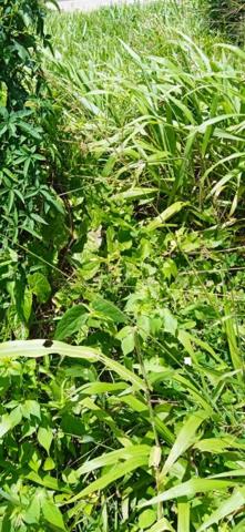 Terrain  a basse-pointe de 556m2 ref 401345