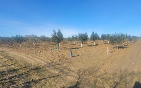 Terrain à vendre    Aimargues