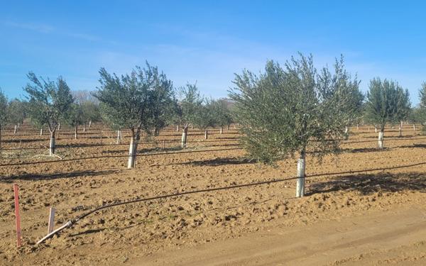 Terrain à vendre    Aimargues
