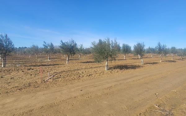 Terrain à vendre    Aimargues