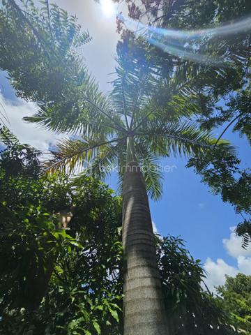 *** Exclusivité BSK Immobilier ***

🏡 Je vous propose à la vente une Maison avec vaste terrain plat et arboré à Saint-François, Guadeloupe
À seulement 3 minutes du Centre-Ville, des Plages, de la Marina, du Golf, des Commerces et des Centres Médicaux, cette propriété bénéficie d’une situation idéale : proche des axes routiers pour un accès rapide, tout en étant parfaitement au calme, sans nuisances.


Une maison familiale spacieuse de 226 m2 répartis de la façon suivante : 

•	110 m² habitables comprenant :
o	Un salon lumineux
o	Une cuisine
o	3 chambres
o	2 salles d’eau
o	Une pièce polyvalente (buanderie, local technique, bureau..)


De grands espaces extérieurs pour profiter du climat tropical.

•	116 m² d’annexes :
o	Garage fermé de 36 m²
o	Grande terrasse couverte de 57 m² pour vivre dedans dehors
o	Abri voitures de 22 m²

•	Terrain plat et arboré de 3 000 m² – un atout rare dans le secteur.

•	Très belle piscine au sel 10 × 5 m, idéale pour la détente et la convivialité.
•	Citerne tampon 2000 L – chauffe-eau solaire – panneaux solaires pour une quasi autonomie électrique.
•	Construction béton.
•	Rafraîchissement à prévoir pour la remettre au goût du jour.


Un bien à fort potentiel :
•	Terrain classé en zone U4 du PLU
•	Possibilité de :
o	Détachement de parcelle
o	Construire plusieurs gîtes ou bungalows
o	Ajouter une seconde maison

💡 Idéal pour :
•	Amateurs d’espace et de nature
•	Investisseurs souhaitant développer un projet touristique ou locatif
•	Familles cherchant un cadre de vie calme mais proche de tout

📍 Saint-François – Emplacement rare, terrain plat, grande piscine, multiples possibilités.

📞 Pour toute information ou visite, contactez moi dès maintenant !