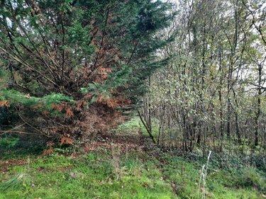 Terrain de loisirs - Bois - Etang à vendre à Aizenay en Vendée (85190), ref : 85091-5199