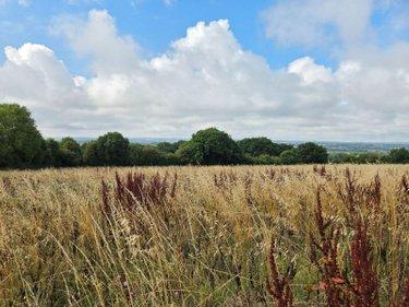Terres à vendre à Villaines-la-Juhel en Mayenne (53700), ref : 1375 Terres à vendre à Villaines-la-Juhel en Mayenne (53700), ref : 1375