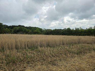 Terres à vendre à Villaines-la-Juhel en Mayenne (53700), ref : 1375 Terres à vendre à Villaines-la-Juhel en Mayenne (53700), ref : 1375