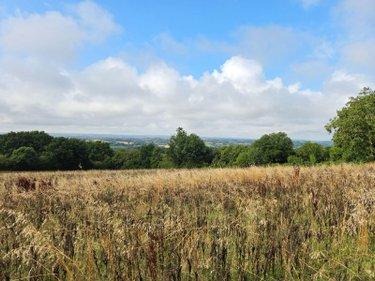 Terres à vendre à Villaines-la-Juhel en Mayenne (53700), ref : 1375 Terres à vendre à Villaines-la-Juhel en Mayenne (53700), ref : 1375