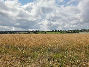 Terres à vendre à Villaines-la-Juhel en Mayenne (53700), ref : 1375 Terres à vendre à Villaines-la-Juhel en Mayenne (53700), ref : 1375