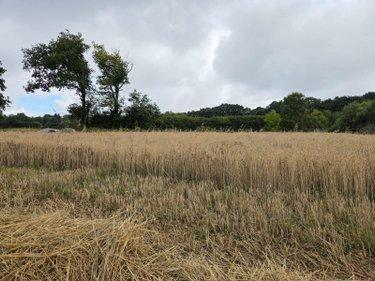 Terres à vendre à Villaines-la-Juhel en Mayenne (53700), ref : 1375 Terres à vendre à Villaines-la-Juhel en Mayenne (53700), ref : 1375