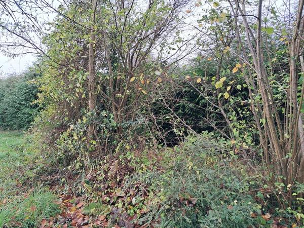 Terrain Quily 800 m2