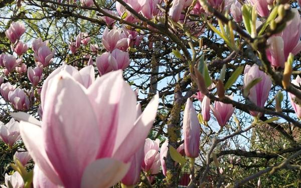 Maison à vendre    9 pièces • 260 m2 Coulommiers