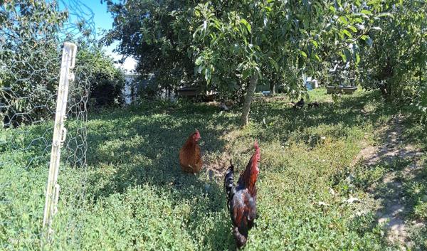 Maison à DOL-DE-BRETAGNE, 35120 - 4 pièces 81m²