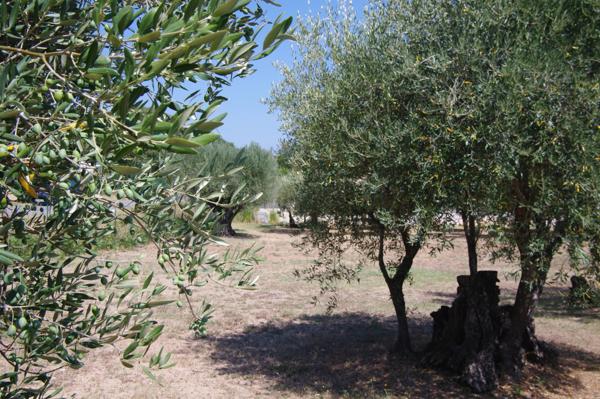 Immobilier Lorgues (83510) – Terrain 1200m2 – 190 000 €