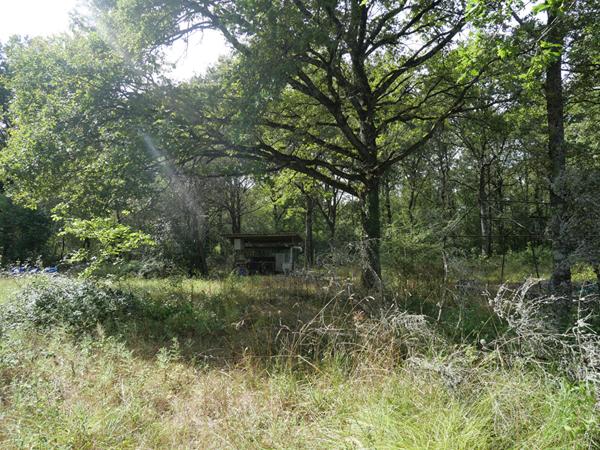 Terrain Cuffy + de 2 hectares, sous-bois, puits, 10' NEVERS, campagne, clos