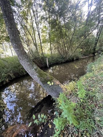 Maison à vendre 4 pièces proche de CONNERRE (72)FERMETTE en campagne isolée de 60 m² habitables 2 chambres avec un potentiel evolutif sur dependances, 1 hectare de terrain avec ruisseau