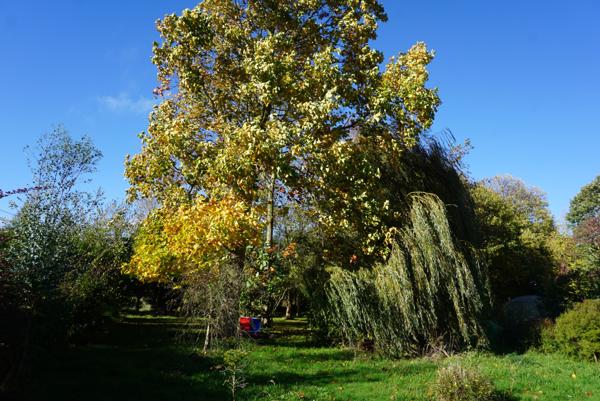 Plouha (22580) Maison de plain-pied sur grand terrain arboré à Plouha