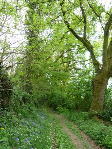 CRAON - ancien moulin, deux autres maisons , 4 ha de pré et bois. , Craon CRAON - ancien moulin, deux autres maisons , 4 ha de pré et bois. , Craon