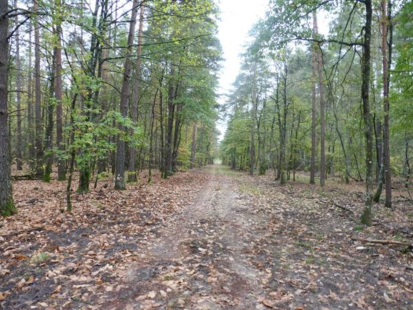 SOLOGNE - Propriété de chasse à vendre