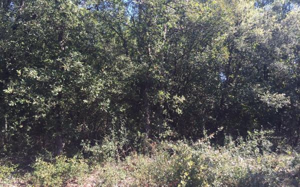 Terrain à vendre    Labastide-de-Virac