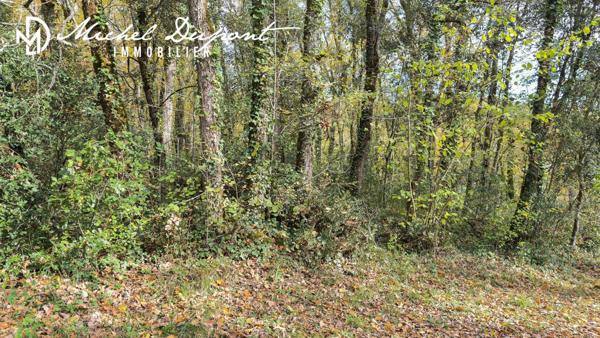 Tarrain de 10 039 m² dont 1 000m² environ de constructible