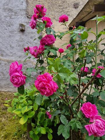 Dpt (88), Secteur VITTEL / CONTREXEVILLE , à vendre MAISON T5 avec GARAGE et TERRAIN de 671 m2