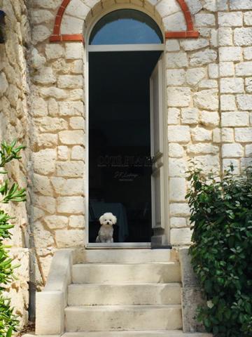 Saint-Palais-sur-Mer (17420) SAINT PALAIS SUR MER - APERÇU OCEAN - PLATIN