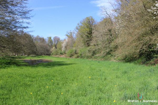 Taillis et prairie sur 9 ha 40 secteur Ernée