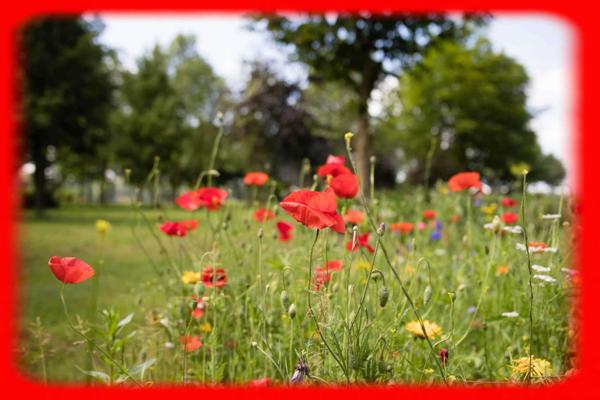 56760- terrain à bâtir de 493 m2 - hors lotissement