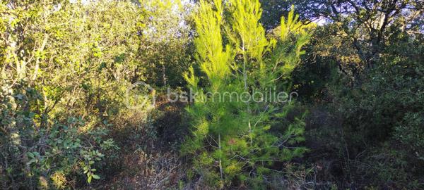 Terrain de 2 241 m²