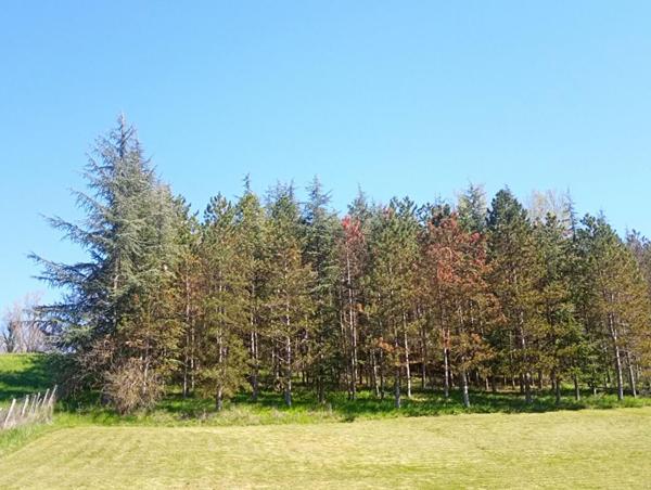 Lombers : Terrain constructible de 4000 m2 !