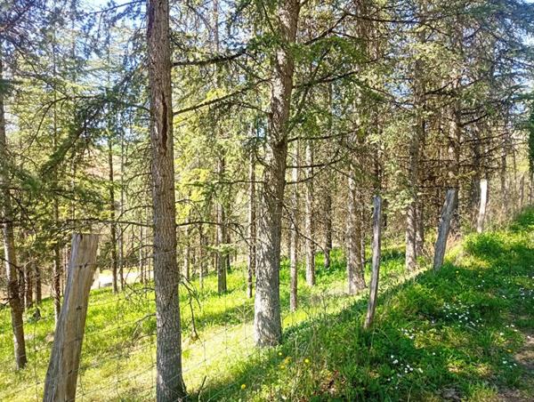 Lombers : Terrain constructible de 4000 m2 !