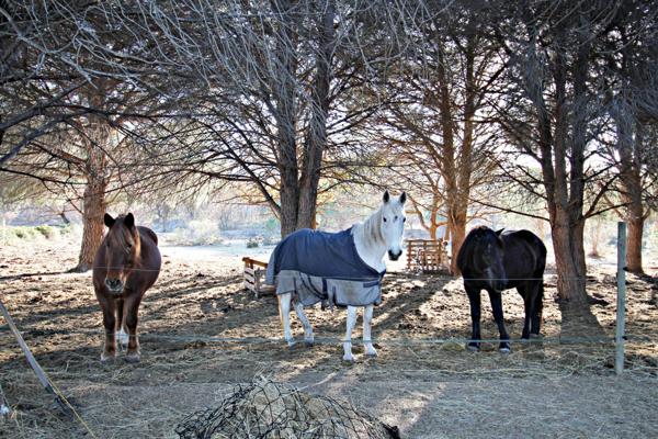 Mas Catalan sur un écrin de verdure 7 pièces piscine et dépendance Argeles-Sur-Mer