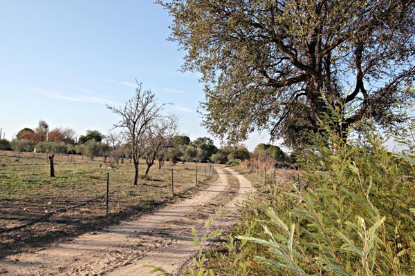 Mas Catalan sur un écrin de verdure 7 pièces piscine et dépendance Argeles-Sur-Mer