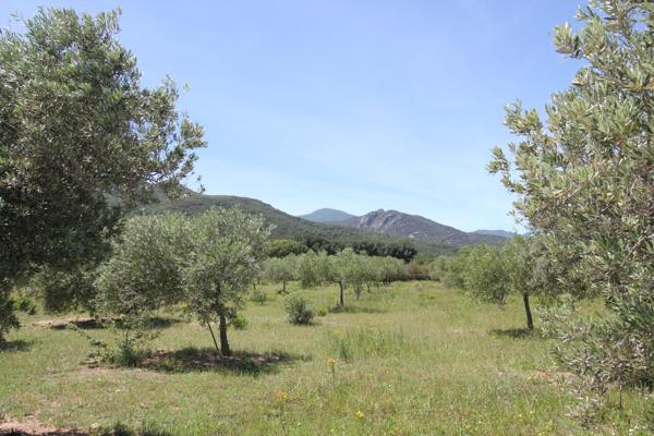 Mas Catalan sur un écrin de verdure 7 pièces piscine et dépendance Argeles-Sur-Mer