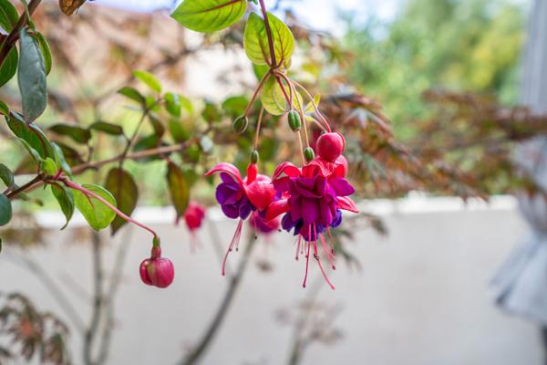 Charmante maison des années 30 rénovée