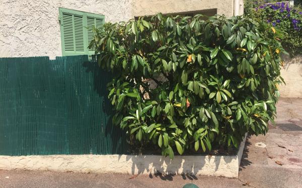 Appartement à louer    2 pièces •  Cagnes-sur-Mer