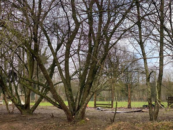 Maison en pierre, 42 m² au sol, terrain 6740 m², Domfront en Poiraie