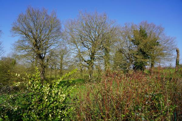 Goven (35580) Maison 5 chambres