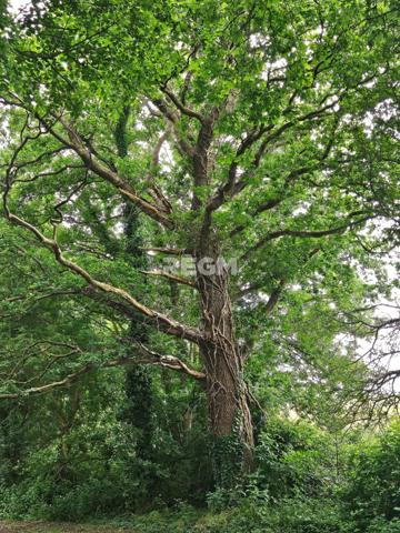 Pleurtuit (35730) À VENDRE – Propriété de charme en pierre – PLEURTUIT – 193 m² habitables – Parc arboré de 7000 m²