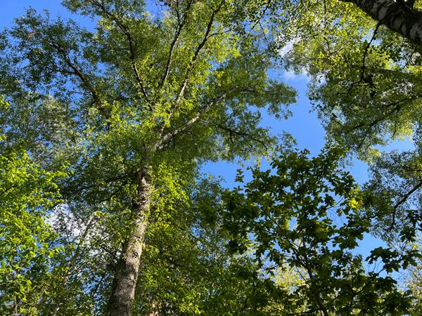 Maisonnette avec terrasse à rénover au bord du lac d'Aydat dans un parc arboré