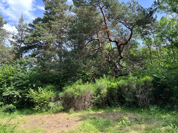 Maisonnette avec terrasse à rénover au bord du lac d'Aydat dans un parc arboré