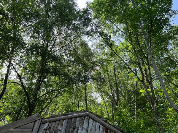Maisonnette avec terrasse à rénover au bord du lac d'Aydat dans un parc arboré