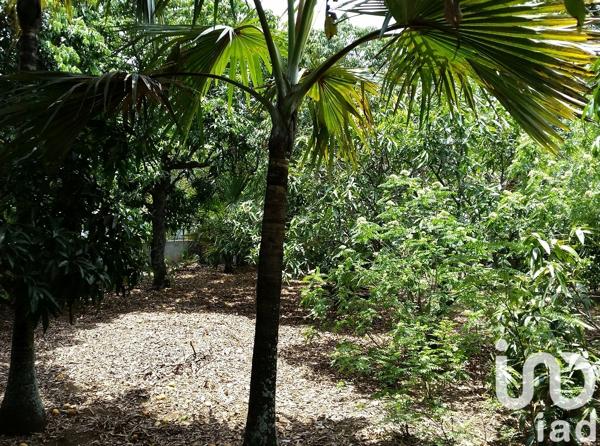 Terrain à vendre 400 m² Saint-Pierre