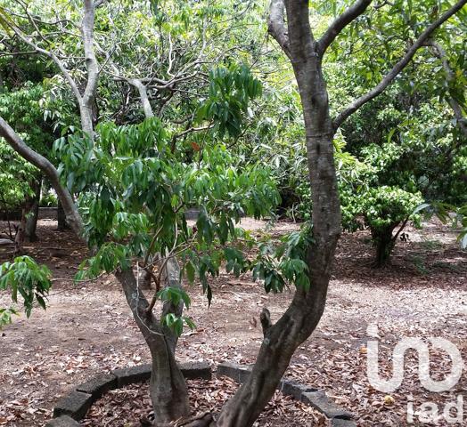 Terrain à vendre 400 m² Saint-Pierre