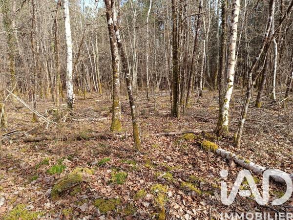 Terrain à vendre 7 302 m² Lesparre-Médoc