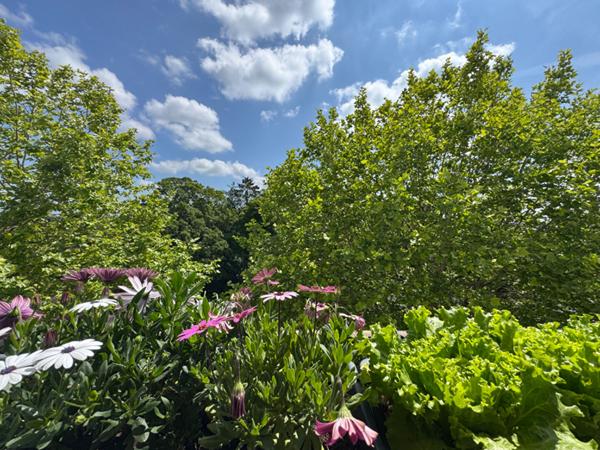 Au coeur du quartier Plein Sud, un superbe appartement T3 entièrement rénové - proche de toute commodité - idéal premier achat.