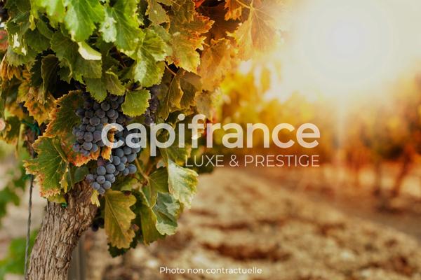 Dpt Gard (30), Domaine viticole de 16 hectares avec Chai et ancienne ferme indépendante.