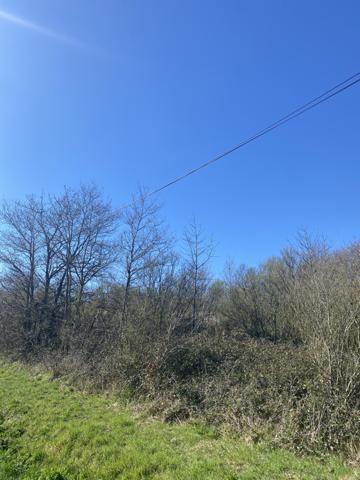 Saint-Gilles-Croix-de-Vie (85800) SAINT-GILLES-CROIX-DE-VIE - TERRAIN BOISE DE PLUS DE 3 000 m2