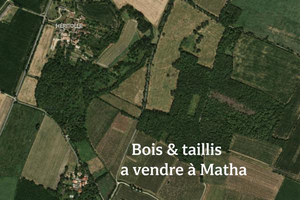 Bois, taillis – 6 361 m² – Matha
